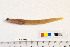  (Gymnelus andersoni - TUNUVI-02)  @14 [ ] Copyright (2015) A. Lynghammar University of Tromso