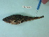  (Megalocottus - UW150203)  @13 [ ] Copyright (2013) C. W. Mecklenburg Point Stephens Research