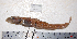  ( - ZMUB19970)  @12 [ ] Copyright (2013) University Museum of Bergen University of Bergen