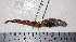  ( - ZMUB20145)  @12 [ ] Copyright (2013) University Museum of Bergen University of Bergen