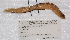  (Gymnelus retrodorsalis - ZMUB20151)  @13 [ ] Copyright (2012) University Museum of Bergen University of Bergen