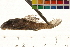  (Hypancistrus - OL-0341)  @15 [ ] CreativeCommons - Attribution (2010) Unspecified Centre for Biodiversity Genomics