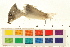  (Corydoras septentrionalis - OL-0123)  @11 [ ] CreativeCommons - Attribution (2009) Unspecified Centre for Biodiversity Genomics