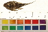  ( - OL-0155)  @13 [ ] CreativeCommons - Attribution (2009) Unspecified Centre for Biodiversity Genomics
