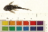  ( - OL-0199)  @11 [ ] CreativeCommons - Attribution (2009) Unspecified Centre for Biodiversity Genomics