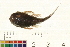  ( - OL-0204)  @11 [ ] CreativeCommons - Attribution (2009) Unspecified Centre for Biodiversity Genomics