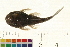  ( - OL-0207)  @11 [ ] CreativeCommons - Attribution (2009) Unspecified Centre for Biodiversity Genomics
