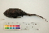  ( - OL-0275)  @13 [ ] CreativeCommons - Attribution (2010) Unspecified Centre for Biodiversity Genomics