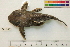  ( - OL-0299)  @13 [ ] CreativeCommons - Attribution (2010) Unspecified Centre for Biodiversity Genomics