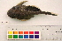  (Baryancistrus - OL-0300)  @14 [ ] CreativeCommons - Attribution (2010) Unspecified Centre for Biodiversity Genomics