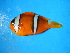  (Amphiprion allardi - ADC2013 219.9 #1)  @13 [ ] CreativeCommons - Attribution Non-Commercial No Derivatives (2013) Allan D Connell Allan D Connell