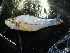  ( - ADC12_175.99 #1)  @11 [ ] CreativeCommons - Attribution (2011) Allan D. Connell Centre for Biodiversity Genomics
