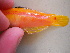  ( - ADC12_220.7A #3)  @12 [ ] CreativeCommons - Attribution (2011) Allan D. Connell Centre for Biodiversity Genomics