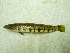  ( - ADC12_234.5 #6)  @11 [ ] CreativeCommons - Attribution (2011) Allan D. Connell Centre for Biodiversity Genomics