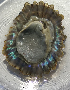  (Patella caerulea - Gast_CM131)  @11 [ ] CreativeCommons - Attribution Share-Alike (2019) Unspecified Universidade do Minho