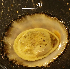  (Patella piperata - Gast_CM175)  @11 [ ] CreativeCommons - Attribution Share-Alike (2019) Unspecified Universidade do Minho