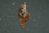 ( - CHU06-MOL-263)  @13 [ ] CreativeCommons - Attribution (2007) Unspecified Centre for Biodiversity Genomics