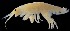  (Apohyale stebbingi - A4.8)  @13 [ ] No Rights Reserved  Unspecified Unspecified