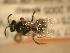  ( - JBWM0253925)  @13 [ ] Copyright (2008) Unspecified J.B. Wallis Museum of Entomology, University of Manitoba