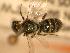  (Lasioglossum semicaeruleum - JBWM0255558)  @14 [ ] Copyright (2008) Unspecified J.B. Wallis Museum of Entomology, University of Manitoba