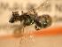  ( - JBWM0255687)  @12 [ ] Copyright (2008) Unspecified J.B. Wallis Museum of Entomology, University of Manitoba