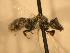  ( - JBWM0255691)  @12 [ ] Copyright (2008) Unspecified J.B. Wallis Museum of Entomology, University of Manitoba
