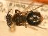  ( - JBWM0306565)  @12 [ ] Copyright (2008) Unspecified J.B. Wallis Museum of Entomology, University of Manitoba