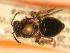  ( - JBWM0306566)  @13 [ ] Copyright (2008) Unspecified J.B. Wallis Museum of Entomology, University of Manitoba