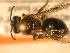  ( - JBWM0306567)  @13 [ ] Copyright (2008) Unspecified J.B. Wallis Museum of Entomology, University of Manitoba