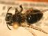  ( - JBWM0306568)  @13 [ ] Copyright (2008) Unspecified J.B. Wallis Museum of Entomology, University of Manitoba