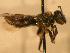  ( - JBWM0306569)  @13 [ ] Copyright (2008) Unspecified J.B. Wallis Museum of Entomology, University of Manitoba
