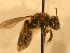  ( - JBWM0306572)  @14 [ ] Copyright (2008) Unspecified J.B. Wallis Museum of Entomology, University of Manitoba
