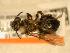  ( - JBWM0310035)  @13 [ ] Copyright (2008) Unspecified J.B. Wallis Museum of Entomology, University of Manitoba
