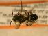  ( - JBWM0310054)  @14 [ ] Copyright (2008) Unspecified J.B. Wallis Museum of Entomology, University of Manitoba