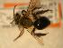  ( - JBWM0310095)  @12 [ ] Copyright (2008) Unspecified J.B. Wallis Museum of Entomology, University of Manitoba