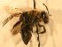  ( - JBWM0310099)  @13 [ ] Copyright (2008) Unspecified J.B. Wallis Museum of Entomology, University of Manitoba