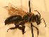  ( - JBWM0310102)  @12 [ ] Copyright (2008) Unspecified J.B. Wallis Museum of Entomology, University of Manitoba