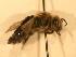 ( - JBWM0310103)  @12 [ ] Copyright (2008) Unspecified J.B. Wallis Museum of Entomology, University of Manitoba
