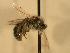  ( - JBWM0310307)  @14 [ ] Copyright (2008) Unspecified J.B. Wallis Museum of Entomology, University of Manitoba