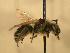  ( - JBWM0310313)  @13 [ ] Copyright (2008) Unspecified J.B. Wallis Museum of Entomology, University of Manitoba