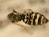  ( - JBWM0311543)  @12 [ ] Copyright (2008) Unspecified J.B. Wallis Museum of Entomology, University of Manitoba