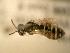  ( - JBWM0311546)  @12 [ ] Copyright (2008) Unspecified J.B. Wallis Museum of Entomology, University of Manitoba