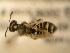  ( - JBWM0311547)  @12 [ ] Copyright (2008) Unspecified J.B. Wallis Museum of Entomology, University of Manitoba