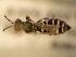  ( - JBWM0311549)  @12 [ ] Copyright (2008) Unspecified J.B. Wallis Museum of Entomology, University of Manitoba