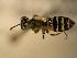  ( - JBWM0311550)  @12 [ ] Copyright (2008) Unspecified J.B. Wallis Museum of Entomology, University of Manitoba