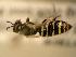  ( - JBWM0311551)  @12 [ ] Copyright (2008) Unspecified J.B. Wallis Museum of Entomology, University of Manitoba