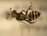  ( - JBWM0311552)  @12 [ ] Copyright (2008) Unspecified J.B. Wallis Museum of Entomology, University of Manitoba