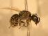  ( - JBWM0311556)  @12 [ ] Copyright (2008) Unspecified J.B. Wallis Museum of Entomology, University of Manitoba