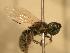  ( - JBWM0311557)  @12 [ ] Copyright (2008) Unspecified J.B. Wallis Museum of Entomology, University of Manitoba