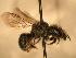  ( - JBWM0311668)  @13 [ ] Copyright (2008) Unspecified J.B. Wallis Museum of Entomology, University of Manitoba